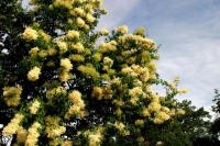 Weiße Blüten-Duft-Wunder im Queen-Auguste-Victoria-Park gepflanzt: Mandschurische Baum-Flieder.