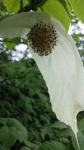 Blüten wie weiße Taschentücher: Der Taschentuch-Baum „Davidia involucrata“,