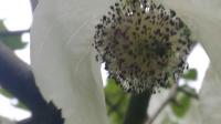 Der bezaubernde Blütenkopf der „Davidia involucrata“ mit den weißen Hochblättern.