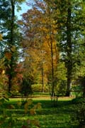 Ur-Wald und Licht im Queen-Auguste-Victoria-Park