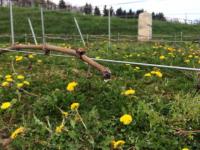 Bienenweide am Bienenberg in Malterdingen: Spitzenlage Williberg des Weingutes Mario J. Burkhart