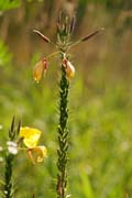 Natur pur im Queen-Auguste-Victoria-Park