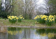 Die Bäume sind noch kahl aber die Osterglocken blühen schon: Der Frühling kommt