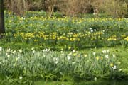 Frühling im Queen-Auguste-Victoria-Park