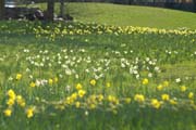 Frühling im Queen-Auguste-Victoria-Park