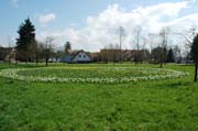 Osterglocken im Park vor der Schlossmühle: vom Queen-Auguste-Victoria-Park gestiftet
