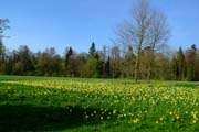 Frühling im Queen-Auguste-Victoria-Park