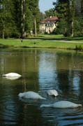 Nahrungssuche der Singschwäne im Queen-Auguste-Victoria-Park vor der Kulisse des Schlosses