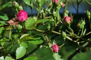 Rosenknospen im Queen-Auguste-Victoria-Park: Aus Hoffnungen werden bald Realitäten der Schönheit
