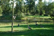 Die Graugänse kommen: Tiere fühlen sich im Queen-Auguste-Victoria-Park wohler als in einem vielbenutzten Stadtpark