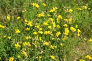 Wildlinge im Queen-Auguste-Victoria-Park