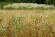Wilde Wiese im Queen-Auguste-Victoria-Park