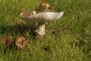 Was für ein Pilz ist das ?