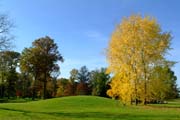 Spannungsfeld im Fulwellpark: Drei Siber-Ahorne in ein Dreieck gepflanzt