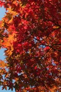 Queen-Auguste-Victoria-Park: Was für ein Baum ist das ?