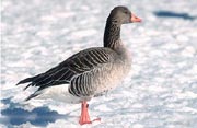 Dem Fulwellpark auch im Winter treu geblieben: Die Graugans
