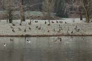 Warum kommen die Wildvögel so zahlreich in den Queen-Auguste-Victoria-Park ?