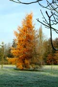 Noch hat die Lärche im Queen-Auguste-Victoria-Park nicht alle orange gefärbten Nadeln abgeworfen