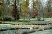 Verträumte Wald-Landschaft im Queen-Auguste-Victoria-Park