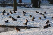 Sie kommen so zahlreich weil sie sich hier wohl fühlen: Wildenten im Fulwellpark