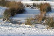 Wildnis im winterlichen Fulwellpark