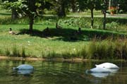 Die Natur sucht die Ruhe vor aufdringlichen Menschen: Sing-Schwäne auf Nahrungssuche im Queen-Auguste-Victoria-Park