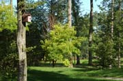 Urwald mit Bruthilfen im Queen-Auguste-Victoria-Park