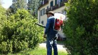 Garaus für Brandstifter "Buchsbaumzünsler": Müllers Todesspritze für den Buchsbaum-Killer.