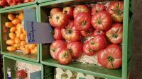 Pink Brandywine: Tomaten-Viefalt von Kilian Rudmann, dem Tomaten-Mann vom Kaiserstuhl. 