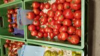 Rote Zebra: Tomaten-Viefalt von Kilian Rudmann, dem Tomaten-Mann vom Kaiserstuhl. 