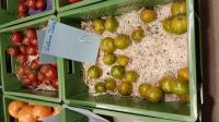 Grüne Zebra: Tomaten-Viefalt von Kilian Rudmann, dem Tomaten-Mann vom Kaiserstuhl. 
