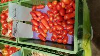 San Marzano: Tomaten-Viefalt von Kilian Rudmann, dem Tomaten-Mann vom Kaiserstuhl. 