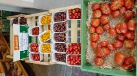 Sorten-Vielfalt  von Mister Tomato: Von Kilian Rudmann, dem Tomaten-Mann vom Kaiserstuhl. 