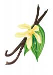 Bourbon-Vanille: Das „Schwarze Gold“ aus Madagaskar.