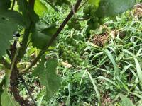 Auch Kleine können großartig sein: Mario J. Burkhart bekommt im Malterdinger Bienenberg am Willistein kleine, geschmacksvolle Trauben.