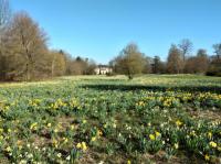 Die Schlosswiese mit den Osterglocken in Werner Semnmlers Werk Queen-Auguste-Victoria-Park