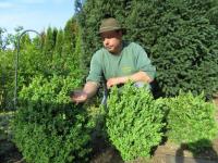 Der Henker des Mördes  Buchsbaumzündler: Ingo Müller macht dem Brandstifter im Buchsgarten den Garaus.