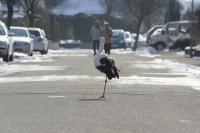 Rosenmontag in Umkirch