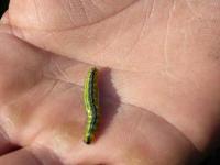 Der Fresslust von "Brandstifter Nimmersatt" fallen die Pyramiden, Ornamente, Kegel und Kugeln der Buchsbäume zum Opfer: Die Raupe des Buchsbaumzünslers.