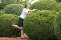 Buchsbaumzünsler zündet am grünen Locken-Kopf: Der Buchsbaum beim Friseur.