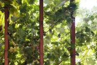 Weinlaube im Weinberg: Das La Vigna von Antonino Espositio