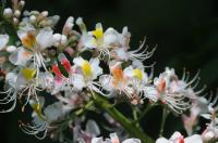 Ein Regenbohgen aus Baum-Blüten: Gezaubert von der Aesculus indica