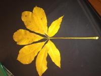 Sieben  statt nur fünf Finger haben ihre Blätter:  Goldgelbe Herbstfärbung: der „Aesculus indica“..