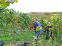 Seine Rebstöcke danken ihm seine ehrliche Arbeit mit einem guten Rotwein: Badens Spätburguner-König Hubert Lay.
