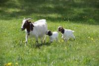 Die Ziege und ihr Milch-Zicklein, das Gitzi: Ziegen sind wahre Ästheten unter den Tieren.