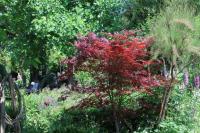 Acer Japanico: Der Feuerahorn im Breisacher-Garten von Ihringen