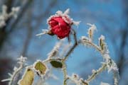 Es blüht eine Rose zur Weihnachtszeit: Winter im Queen-Auguste-Victoria-Park
