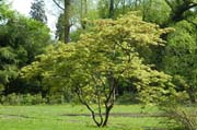 Zartes Gründ: Japanischer Ahorn im Queen-Auguste-Victoria-Park