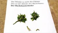 Der Mörder ist nicht der Gärtner: Der Mörder des Buchsbaums ist der Buchsbaumzünsler!