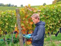Qualität ist das Gegenteil von Zufall: Mehrfache Hand-Selektionen von Christan Lay bringen dem Weingut Hubert Lay Badische Grand Crus.  